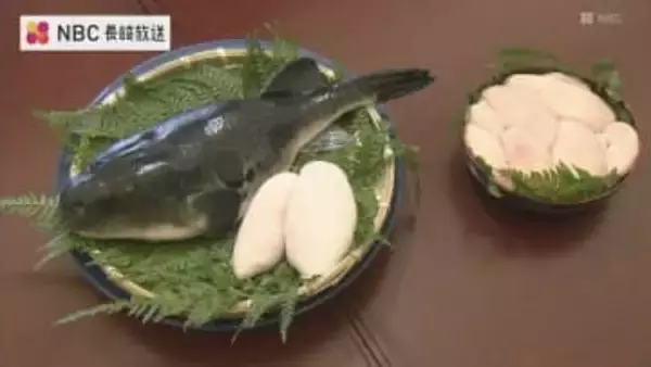 通常より2.5倍大きい白子「口の中でとろける」オスだけ生まれるトラフグ量産化に長崎県が成功　水産学会賞に輝いた最新研究