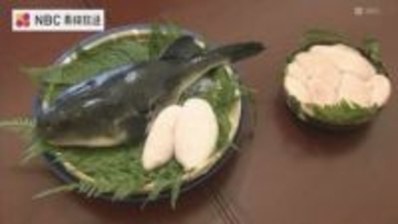 通常より2.5倍大きい白子「口の中でとろける」オスだけ生まれるトラフグ量産化に長崎県が成功　水産学会賞に輝いた最新研究