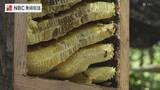 「「こんなに甘いの初めて食べた」長崎県対馬で二ホンミツバチの採蜜体験」の画像1