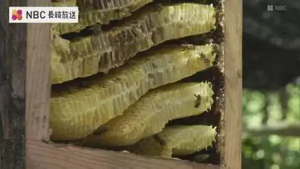 「こんなに甘いの初めて食べた」長崎県対馬で二ホンミツバチの採蜜体験