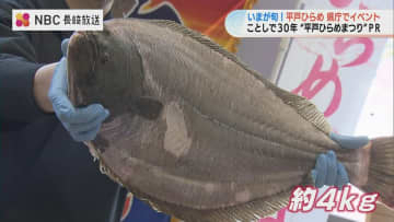 脂！甘い！大きい！「平戸ひらめ」お披露目会