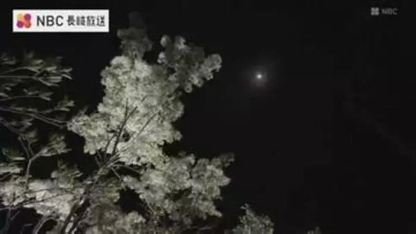 国の天然記念物「ヒトツバタゴ」夜間ライトアップも実施　“国内最大の自生地”で見ごろ迎える【長崎・対馬市】