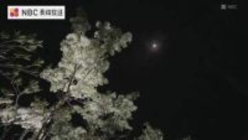 国の天然記念物「ヒトツバタゴ」夜間ライトアップも実施　“国内最大の自生地”で見ごろ迎える【長崎・対馬市】