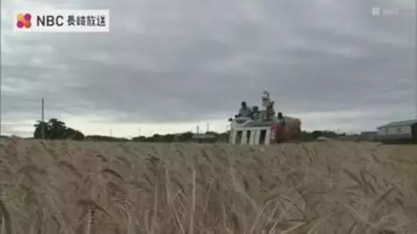 焼酎や味噌などの原料として出荷　五島で麦刈り
