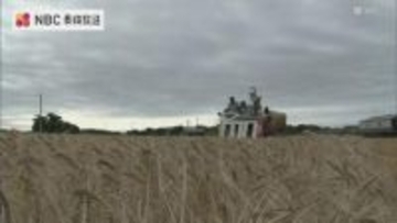 焼酎や味噌などの原料として出荷　五島で麦刈り