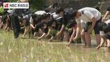 「高校生が田植え体験　長崎県立五島南高校」の画像1
