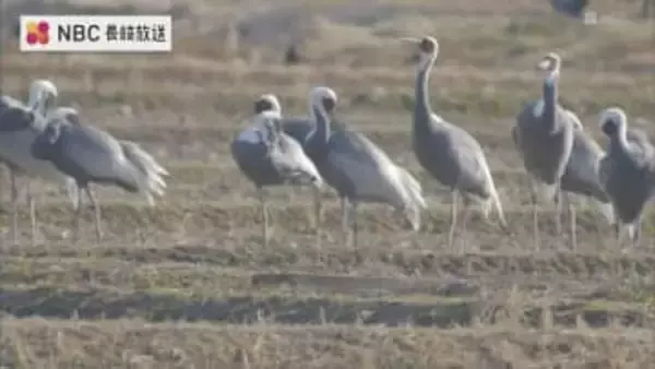 越冬地から大陸に帰る途中 羽を休める　長崎・対馬市で ”ツルの北帰行” 観察