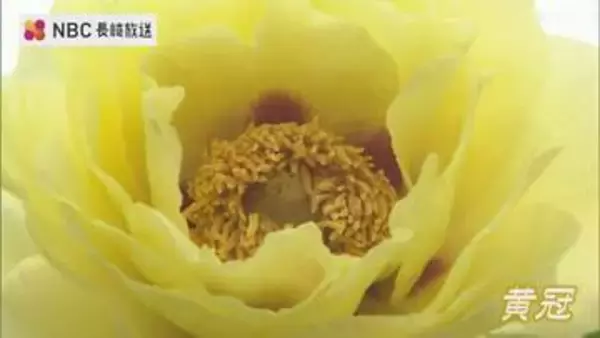 4ヘクタールの園内に咲き誇るボタン 佐世保花園で楽しむ初夏の彩りと黄色の品種