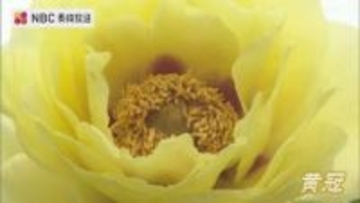 4ヘクタールの園内に咲き誇るボタン 佐世保花園で楽しむ初夏の彩りと黄色の品種