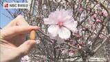 「「桜じゃなかと？？」日本二十六聖人記念館に春の便り“アーモンドの花”」の画像1