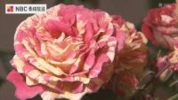 約300種のばらが一同に！「長崎ばら展」　色・形・香りを楽しんで