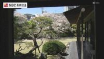 料亭の庭園を彩る「カルルス桜」　地域住民の熱意で伐採免れた水辺の桜並木も【長崎のサクラ】