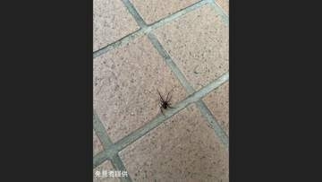 セアカゴケグモ…夕方の商業施設で見つかる　猛毒もつメス1匹　見分け方は「背中の赤い模様」特徴知る市民が通報
