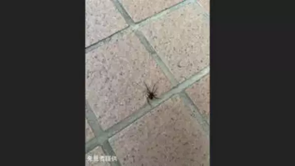 セアカゴケグモ…夕方の商業施設で見つかる　猛毒もつメス1匹　見分け方は「背中の赤い模様」特徴知る市民が通報