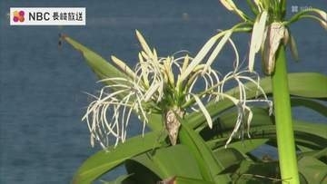 毎年7月から9月にかけて咲く多年草「ハマユウ」が見ごろ　五島の海岸の砂地に自生
