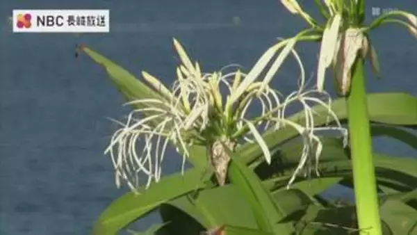 毎年7月から9月にかけて咲く多年草「ハマユウ」が見ごろ　五島の海岸の砂地に自生