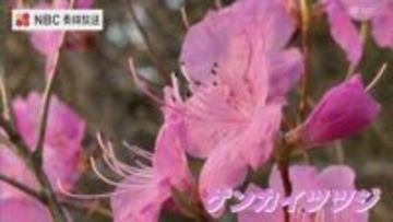 日本最大規模のゲンカイツツジ　長崎県対馬