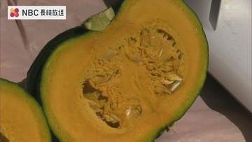 甘くてほくほく 栗のよう！ かぼちゃ「くり大将」収穫はじまる　農家の収入向上めざし６年前から契約栽培【長崎・五島】