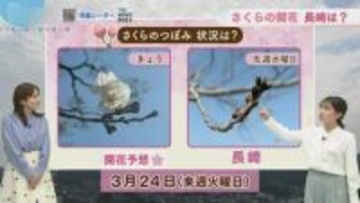 桜の開花予想は3月24日（火）――長崎の天気、今週は「さくらの成長を促す雨」も