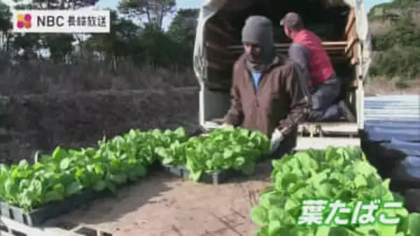 長崎県のたばこの産地　五島で葉たばこの苗植えはじまる