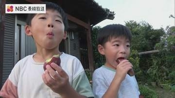 長崎県の離島・五島の伝統行事「イモはまんだかな」