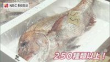 水揚げは去年の3分の1も高値で取引「日本一の魚種」長崎魚市で初競り