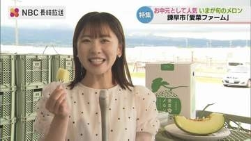 メロンの食べ頃は「収穫1週間後」ヘタの枯れと香りが合図！諫早湾干拓のミネラル豊富な土壌が育む「肥後グリーンメロン」