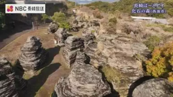 長崎に広がる”カッパドキア” 地質学的にも貴重な"化石の森"  長崎ばーどアイ（長崎県西海市）