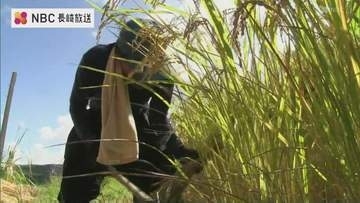 台風シーズン避け早期米の稲刈り　今年は暑さ影響で小粒も出来はほぼ例年並み【長崎・五島市】