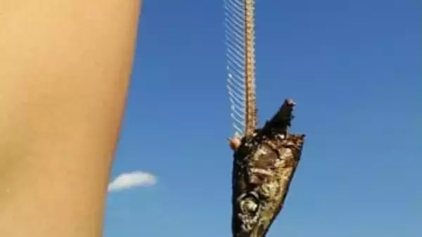 “魚のあら”を海上投棄　数年前から常習的に　海底には魚の骨の山…長崎・壱岐の水産加工業者