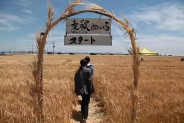 初夏の畑一面が黄金色に染まる「麦秋」期間限定のカフェがオープン