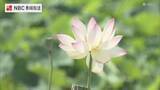 「猛暑にきらめく13種類のハスの花 長崎・諫早の唐比ハス園「想像以上にきれい」と歓声」の画像1