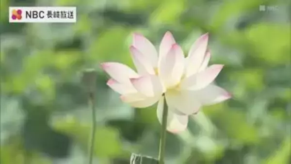 猛暑にきらめく13種類のハスの花 長崎・諫早の唐比ハス園「想像以上にきれい」と歓声