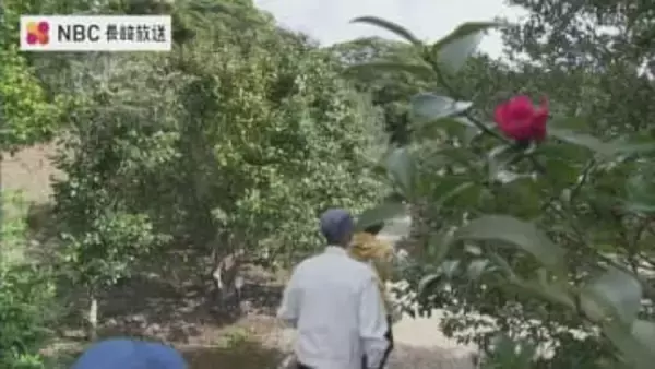 「椿」と「ジオパーク」の魅力を感じる島のツアー開催【長崎・五島】