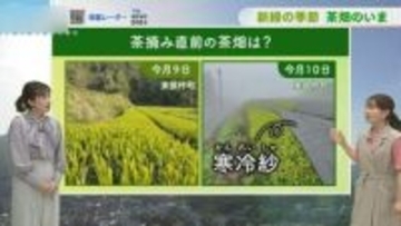 長崎など3地点でことし初の夏日 お茶の「黒い布」のひみつも