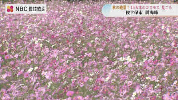 15万本のコスモスが満開に　九十九島望む絶景スポット「展海峰」が秋の装い【長崎・佐世保市】
