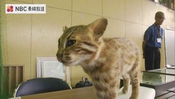 ツシマヤマネコの交通事故防止へ　対馬で「とらやま祭り」事故の現状や対策を紹介