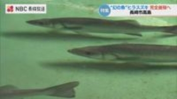 漁業者のみぞ知る“幻の魚” 若き大学研究員が追う「謎に包まれた産卵」完全養殖への道を切り拓けるか
