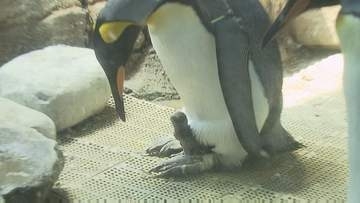 【可愛すぎると話題】キングペンギンのヒナ"191g"で誕生　お父さんの足元で甘える姿　長崎ペンギン水族館で13年ぶり