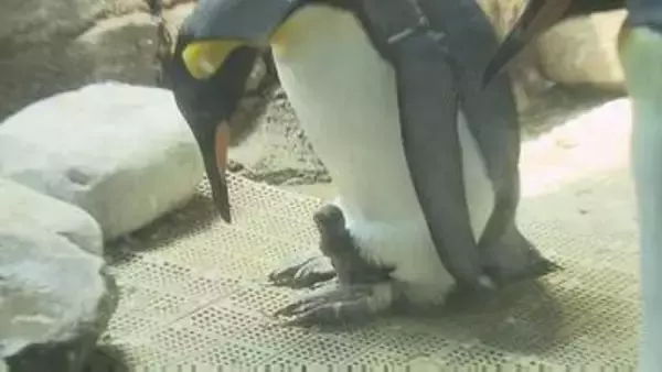 【可愛すぎると話題】キングペンギンのヒナ"191g"で誕生　お父さんの足元で甘える姿　長崎ペンギン水族館で13年ぶり