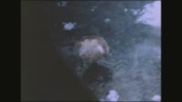 核兵器の被害は子にも？ 被爆81年、被爆二世のゲノム解析「トリオ調査」本格始動　DNA変異の"数"に違いは