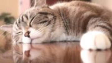 【速報】猫の経済効果ついに3兆円にせまる…宮本名誉教授が試算「万博に匹敵」…国家プロジェクト並みの衝撃