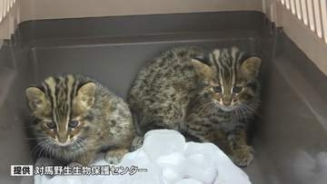 親猫が交通事故死…絶滅危惧種「ツシマヤマネコ」の仔猫2匹　野生にかえすか？保護センターの葛藤