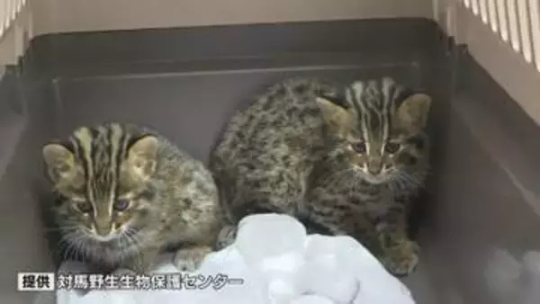 親猫が交通事故死…絶滅危惧種「ツシマヤマネコ」の仔猫2匹　野生にかえすか？保護センターの葛藤