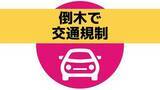 「木が倒れ国道を塞ぐ　片側交互通行 昼前に解除【長崎市 多以良町】」の画像1