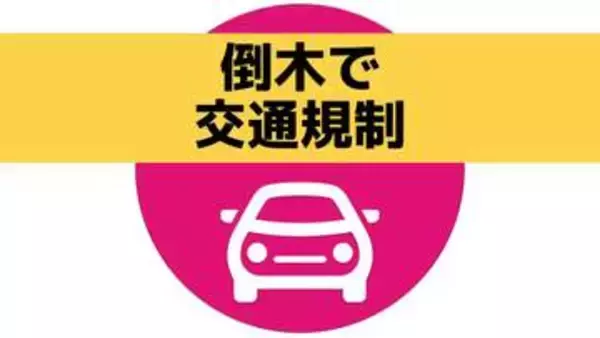 木が倒れ国道を塞ぐ　片側交互通行 昼前に解除【長崎市 多以良町】