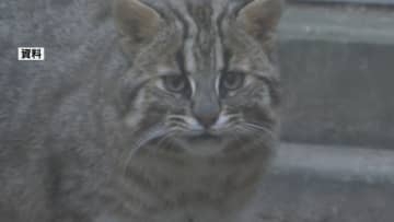 ツシマヤマネコ交通事故が過去3番目の多さに…環境省などが「非常事態宣言」　2025年度すでに9頭が事故死　ドライバーに注意呼びかけ【長崎・対馬市】