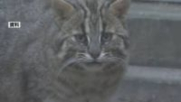 ツシマヤマネコ交通事故が過去3番目の多さに…環境省などが「非常事態宣言」　2025年度すでに9頭が事故死　ドライバーに注意呼びかけ【長崎・対馬市】