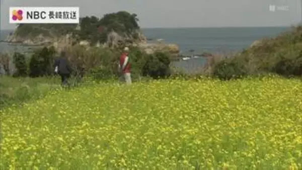 「菜の花の黄色が青空に映えて素敵」海を望む公園に約370万本の菜の花が咲き誇る【長崎・五島市】