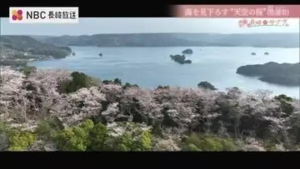 眼下に海が広がる“天空の桜”　椿の島から桜の名所へ　半世紀以上前から親しまれる松浦市福島町の大山公園【長崎のサクラ】
